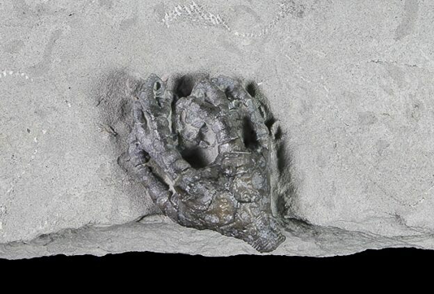 Crinoid (Onychocrinus) Fossil - Crawfordsville, Indiana #92764